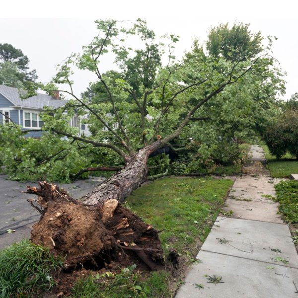 Tree blocking removal services near me