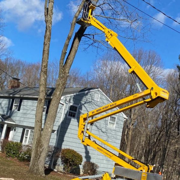 tree-removal-emergency